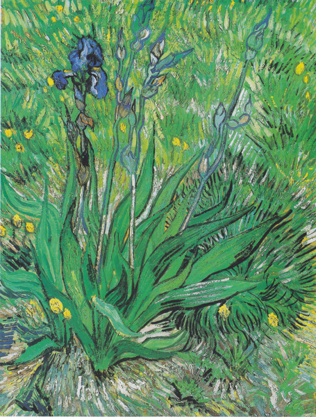 Vincent Van Gogh -  - Iris