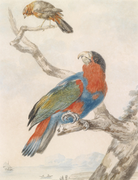 Abraham Meertens - Papagei