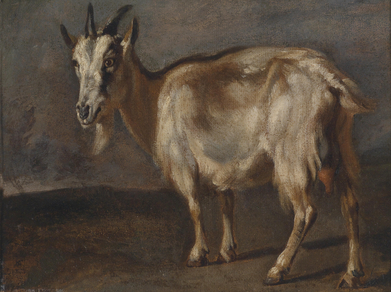 Pieter Boel - Studie einer Ziege