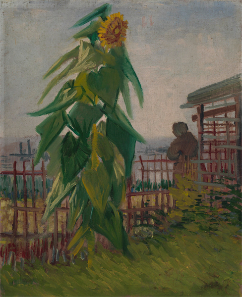 Vincent van Gogh - Allotment with Sunflower 43.2 cm x 36.2 cm